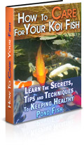 How To Care For Your Koi Fish
